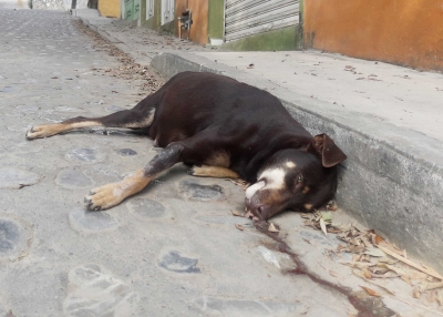 Envenenan a perros