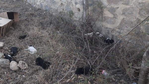 Abandonan 16 cachorritos a su suerte